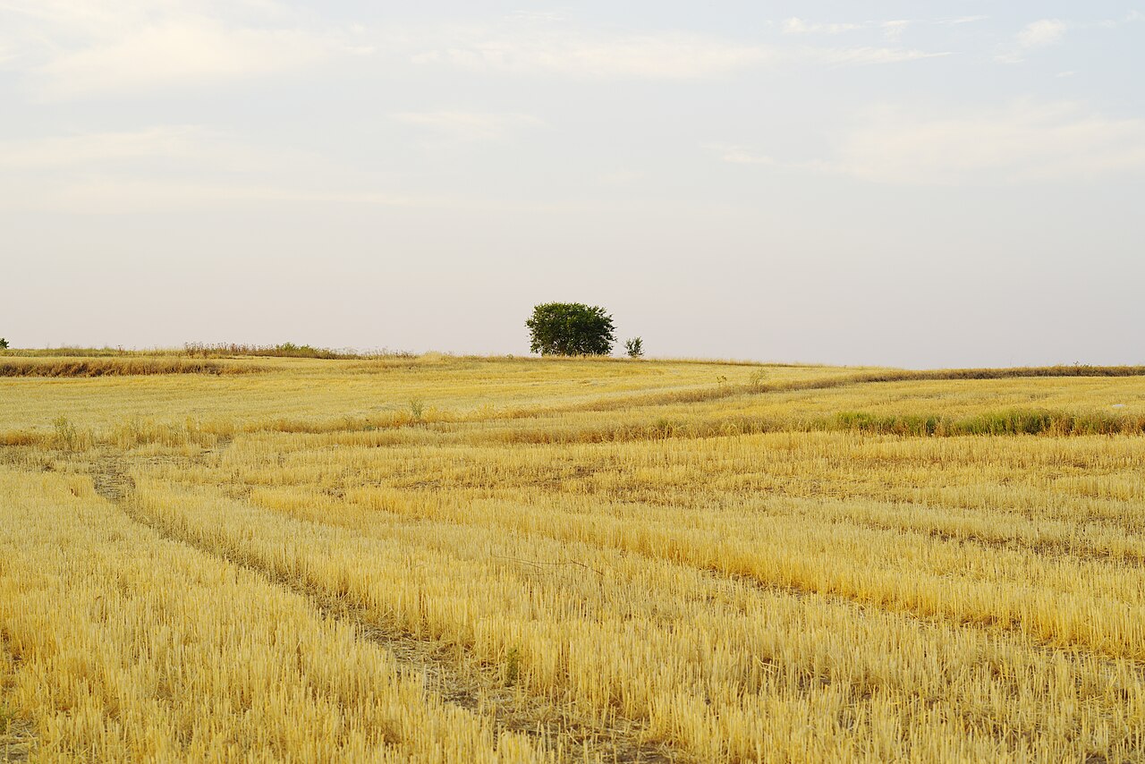 Campo de trigo maduro con un árbol solitario junto al cultivo